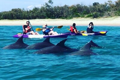 2-Hour Dolphin Kayak & Snorkel Tour on the Broadwater - Paddling to Wavebreak Island: what that trip really feels like