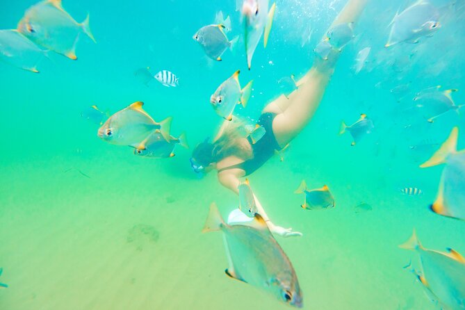 2-Hour Dolphin Kayak & Snorkel Tour on the Broadwater - Dolphins: how to manage expectations and still enjoy it
