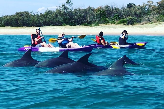 2-Hour Dolphin Kayak & Snorkel Tour on the Broadwater - Paddling to Wavebreak Island: what that trip really feels like
