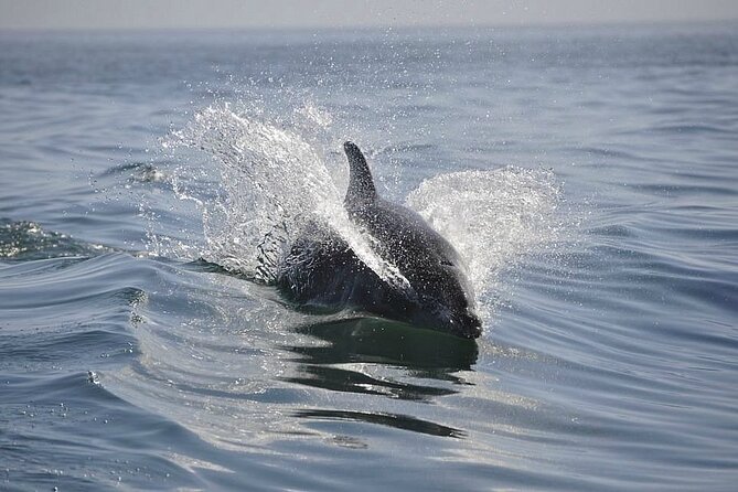 2 hour Dolphin Sightseeing Tour in Melbourne Florida - Price and Value: Is $66.67 Worth It?
