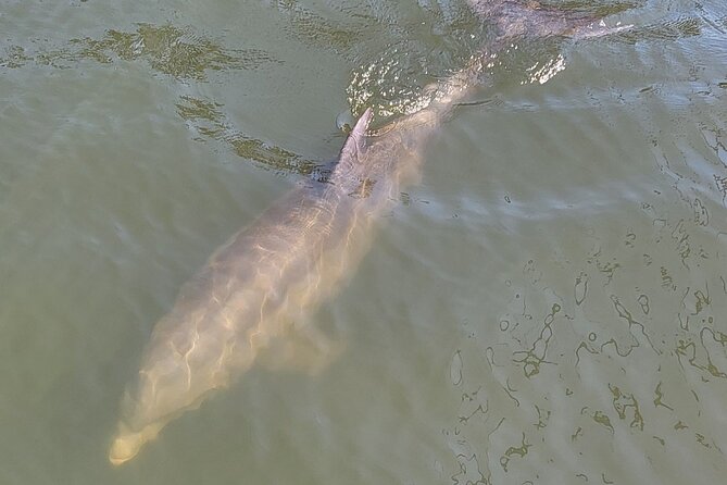 2 hour Dolphin Sightseeing Tour in Melbourne Florida - Route Highlights: Indian River Lagoon, Dragon Point, and the Banana River