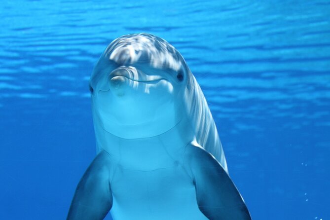 2-Hour Dolphin Sunset Tour from Giardini Naxos - Included Arancini and Spritz: The Best Part of the Short Ride