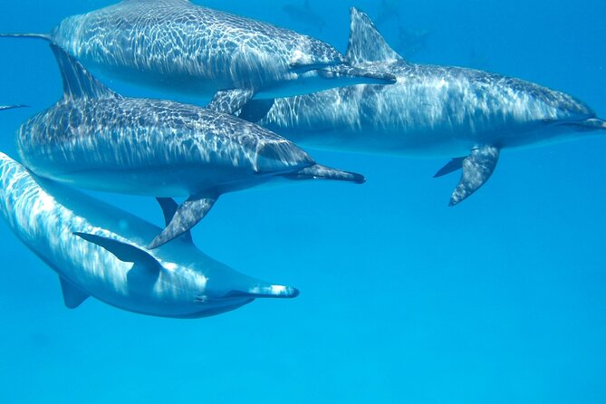 2-Hour Dolphin Sunset Tour from Giardini Naxos - Small-Group Benefits: Maximum 10 Travelers