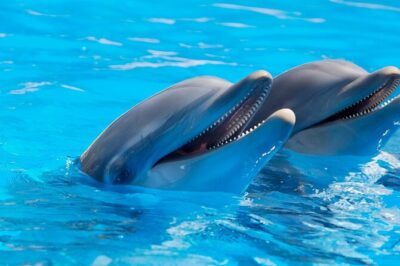 2-Hour Dolphin Sunset Tour from Giardini Naxos - Boat Reality Check: Compact Space and Photo Expectations