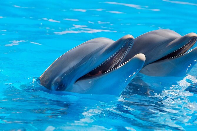 2-Hour Dolphin Sunset Tour from Giardini Naxos - Boat Reality Check: Compact Space and Photo Expectations