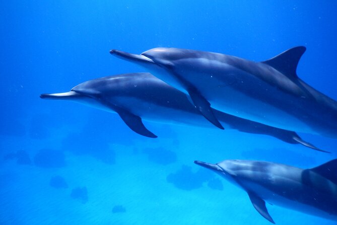 2-Hour Dolphin Watching and Double Reef with Snorkel in Hawaii - Key things to know before you go