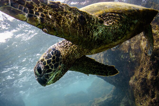 2-Hour Dolphin Watching and Double Reef with Snorkel in Hawaii - How the RHIB dolphin watch actually feels