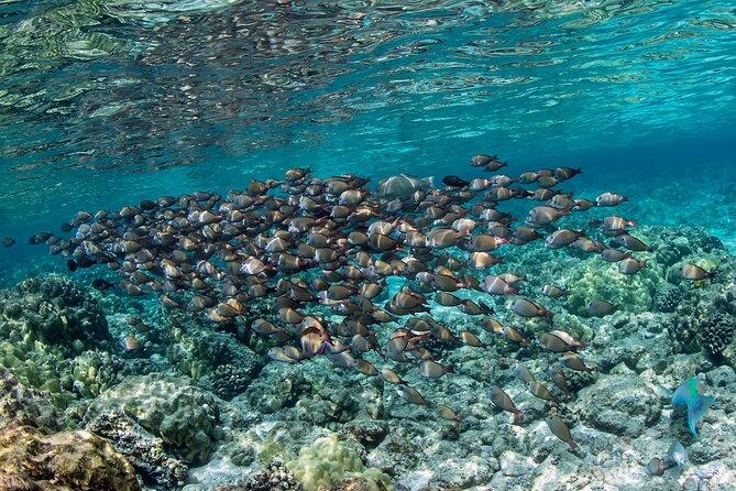2-Hour Dolphin Watching and Double Reef with Snorkel in Hawaii - Meeting point at Honokohau: keeping the day simple
