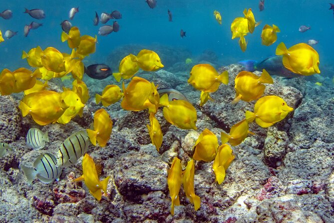 2-Hour Dolphin Watching and Double Reef with Snorkel in Hawaii - The first reef snorkel: your 45–60 minute plan