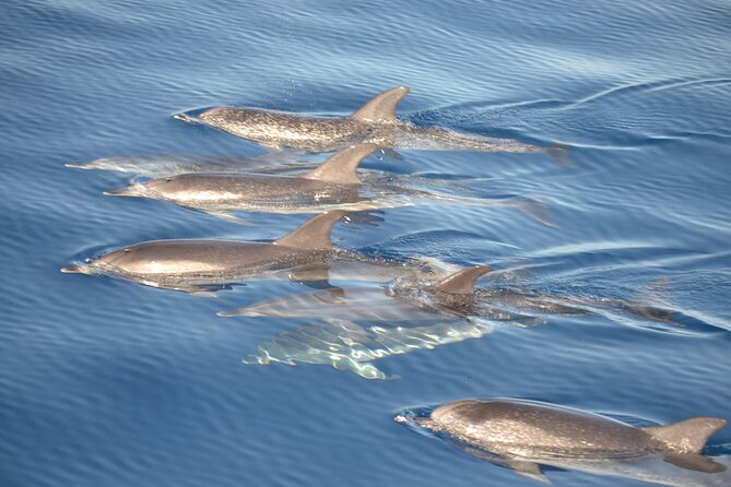 2-Hour Dolphin Watching Experience in Fuerteventura - Why Morro Jable and the South Coast Put You in the Game