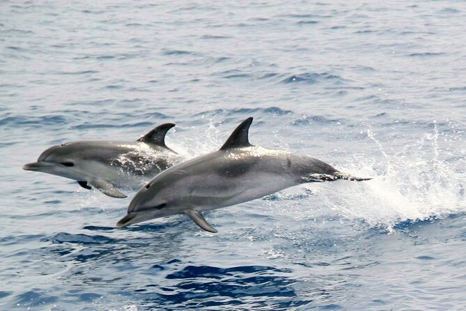 2-Hour Dolphin Watching Experience in Fuerteventura - Timing, Sea Conditions, and How to Avoid a Miserable Ride