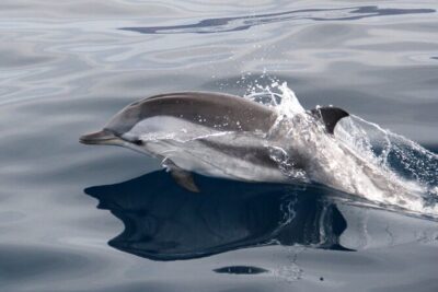 2-Hour Dolphin Watching Experience in Fuerteventura - What You Might See: Dolphins, Whales, and a Turtle Could Show Up