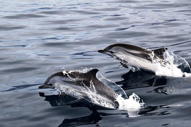 2-Hour Dolphin Watching Experience in Fuerteventura - Price and Value at About $56.72 for 2 Hours