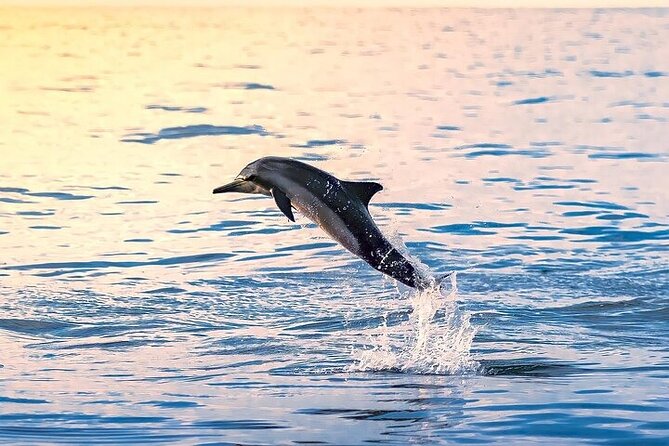 2 Hour Dolphin Watching Experience in Muscat - Key Highlights I’d Prioritize