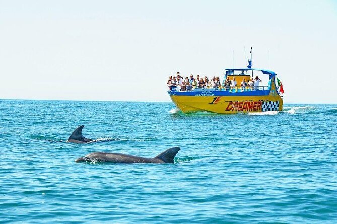 2 Hour Dolphin Watching Experience in Muscat - Setting Sail From Muscat: What the 2-Hour Experience Really Feels Like