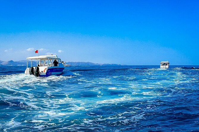 2 Hour Dolphin Watching Experience in Muscat - Dolphins You Can Actually Expect to See Near Muscat