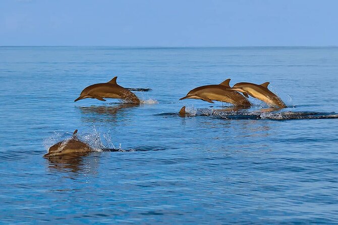 2 Hour Dolphin Watching Experience in Muscat - Price and Value: Is $49.99 Worth Two Hours?