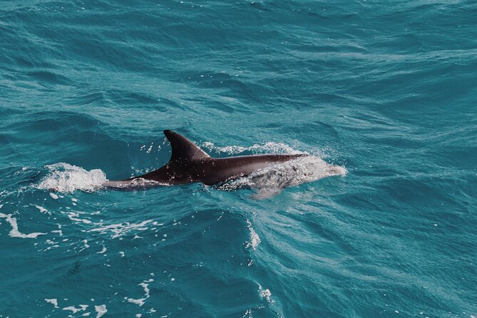 2 Hour Dolphin Watching Experience in Muscat - Who Should Book This Dolphin Tour in Muscat