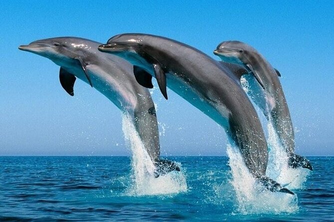 2 Hour Dolphin Watching Experience in Muscat - Where You Meet at HJJ4+G8 and How to Prepare