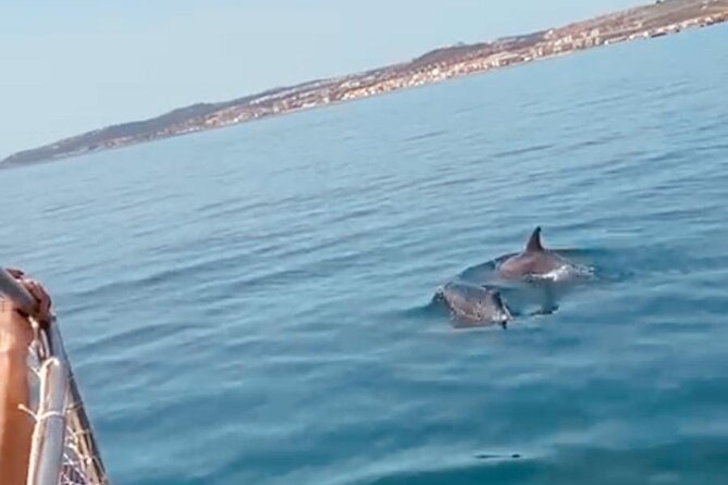 2-Hour Excursion in Search of Dolphins/ Includes Drink and Snacks - Price and Value: Is $42.34 a Good Deal?
