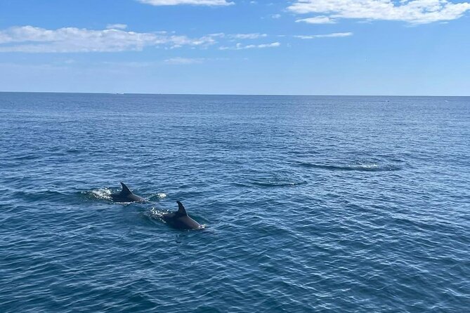 2-Hour Excursion in Search of Dolphins/ Includes Drink and Snacks - Who This Is Perfect For (and Who Should Rethink)