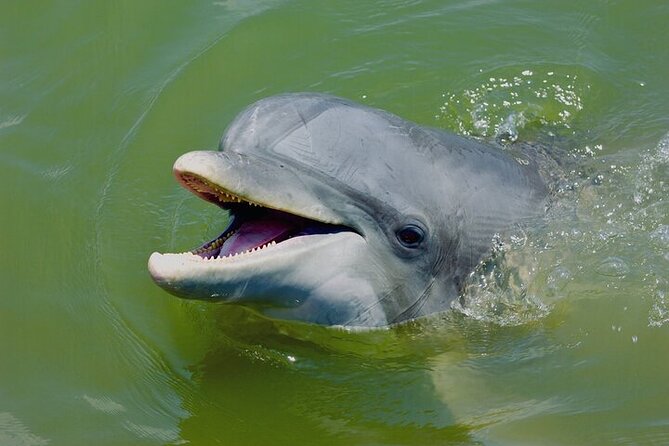 2 Hour Kayak Hilton Head Dolphin and Nature Tour - Why a Broad Creek Kayak Beats a Big Dolphin Cruise