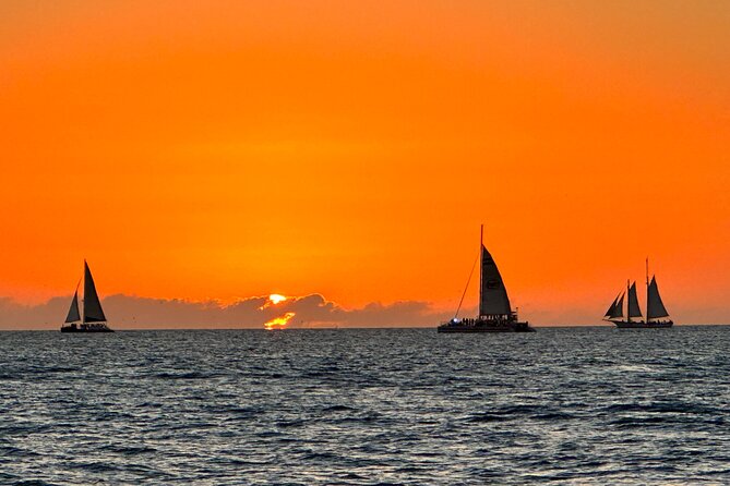 2 Hour Private Dolphin and Sightseeing Tour Shell Island - What you’ll likely see beyond dolphins