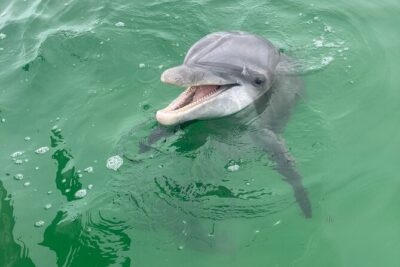 2 Hour Private Dolphin and Sightseeing Tour Shell Island - Getting to 1213 Beck Ave and what the ride timing really means