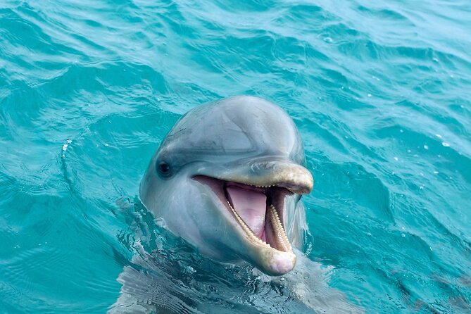 2 Hour Private Dolphin Sightseeing Tour - What You’re Really Buying: a Small Hosted Dolphin Cruise