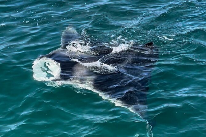 2 Hour Private Dolphin Sightseeing Tour - Dolphins, Sea Turtles, Fish, and Birds: What You Should Look For