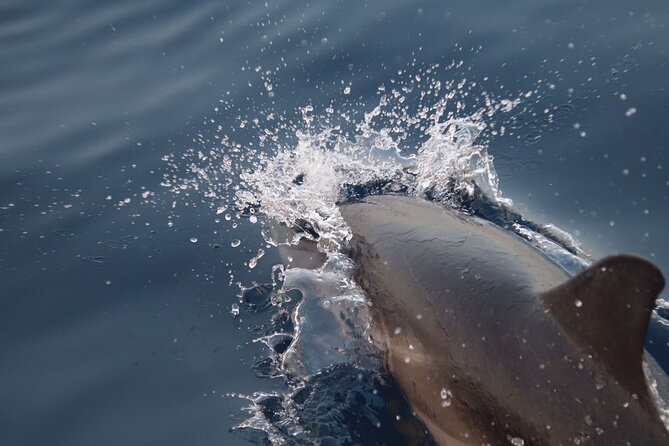2-Hour Private Dolphin Watching Activity in Taormina - Snorkeling equipment: the included extra you’ll either love or skip