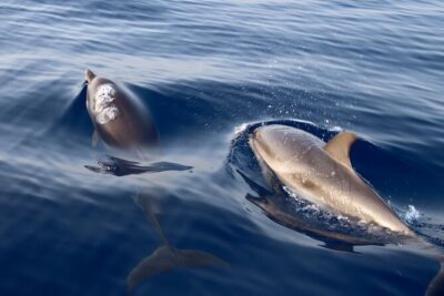 2-Hour Private Dolphin Watching Activity in Taormina - Aperitif on board: Prosecco, snacks, and why it matters