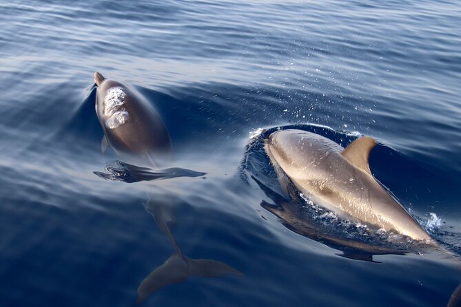 2-Hour Private Dolphin Watching Activity in Taormina - The role of the skipper: Antonio and Nicholas set the tone