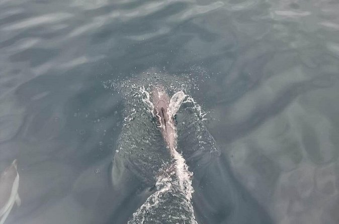 2-Hour Private Dolphin Watching Activity in Taormina - Price and value: is $118.29 per person fair?