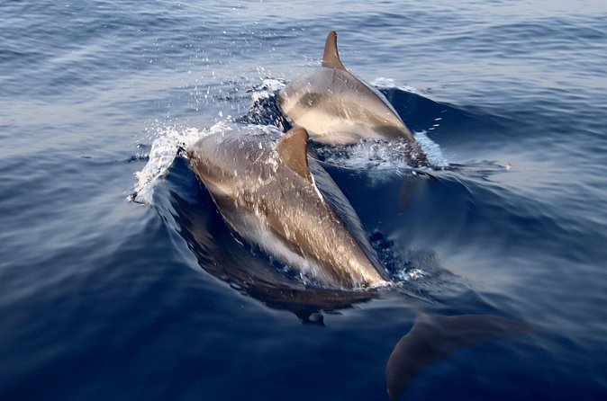 2-Hour Private Dolphin Watching Activity in Taormina - When dolphins don’t appear: how to think about it