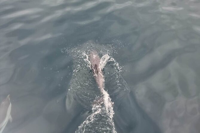 2-Hour Private Dolphin Watching Activity in Taormina - Who this private dolphin cruise fits best