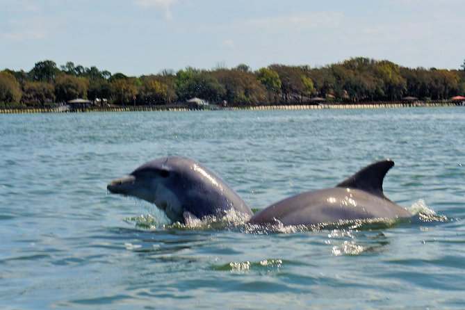 2-Hour Private Hilton Head Dolphin Watching Cruise - Food, drinks, and the cooler + ice setup
