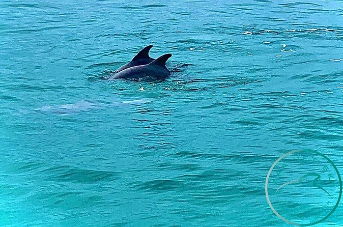 2 Hour Shell Island Jet Ski Dolphin Tour - Dolphins and Wildlife in St. Andrews Bay: What to Expect