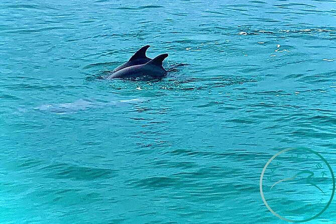 2 Hour Shell Island Jet Ski Dolphin Tour - The Ride Experience: Guided Fast, Then More Freedom