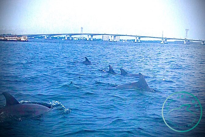 2 Hour Shell Island Jet Ski Dolphin Tour - Price and What You’re Really Paying For