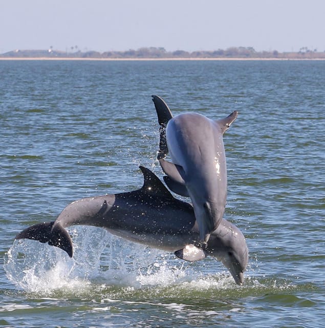 2 Hour Tiki Dolphin Sightseeing Tour in Cocoa Beach - The captain and the guide: what makes the tour feel personal
