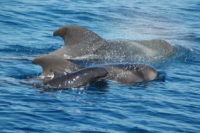 2 hour trip to see whales dolphins puerto colon adeje - Wildlife Chances: Calderones, Dolphins, Turtles (and the Day’s Luck)