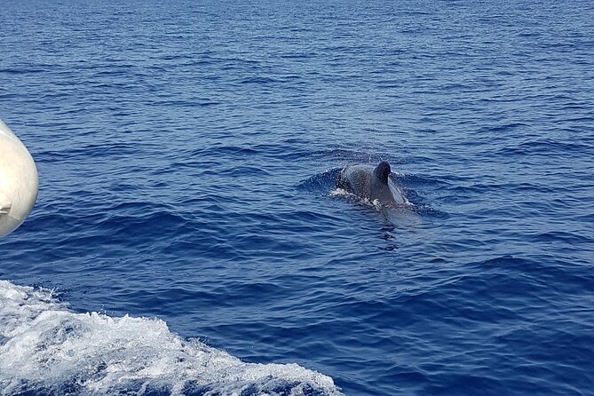 2 hour trip to see whales dolphins puerto colon adeje - The Crew Makes It: Captain Alex and Jessica, plus Christophe