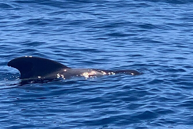 2 hour trip to see whales dolphins puerto colon adeje - What to Expect on Board (So You’re Ready)