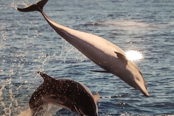 2 hour trip to see whales dolphins puerto colon adeje - Who This Tour Fits Best (and Who Might Want Something Longer)