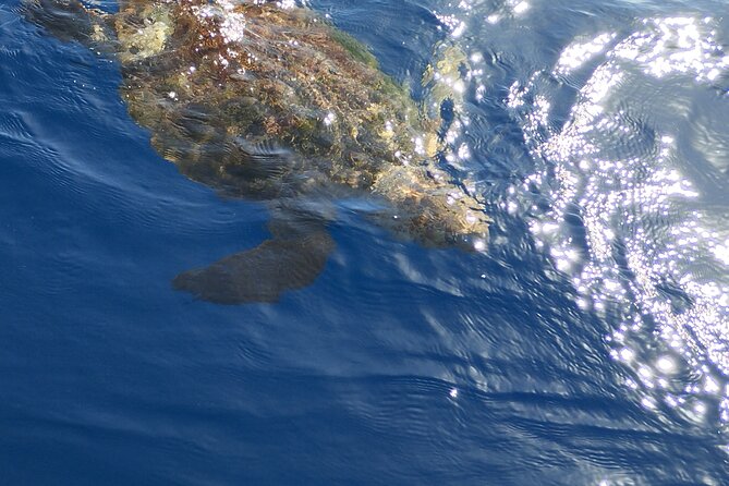 2 hour trip to see whales dolphins puerto colon adeje - Weather and Day Changes: The One Factor You Can’t Control