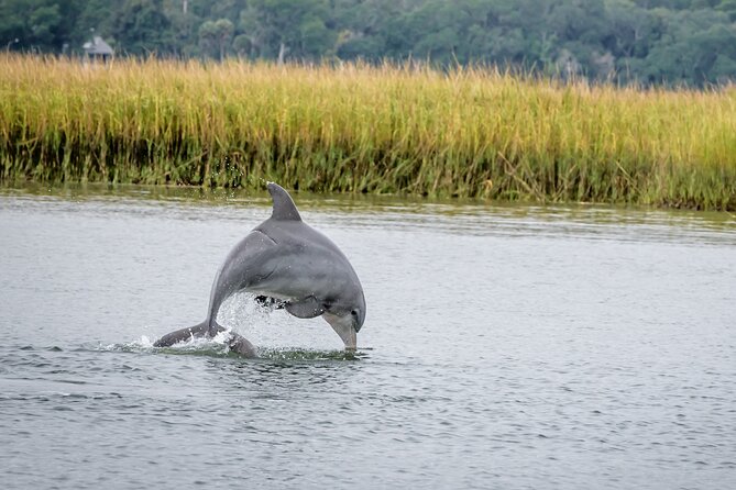 2 Hours Dolphin Eco Tour - Key Things I’d Bank On