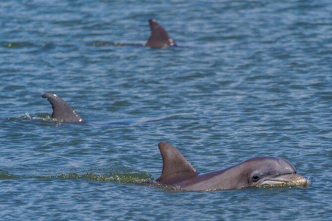 2 Hours Dolphin Eco Tour - What You’re Likely to See Beyond Dolphins