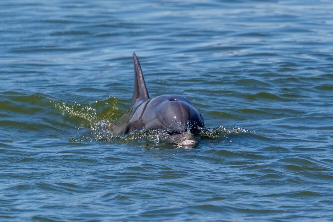 2 Hours Dolphin Eco Tour - Two Captains, One Running Script: What the Narration Covers