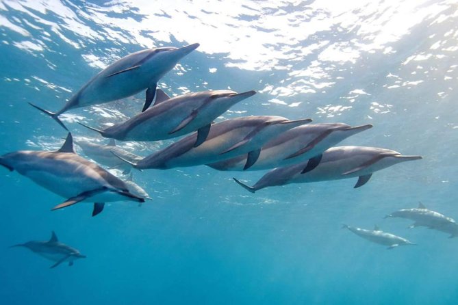 2-Hours Dolphin Excursion in Mauritius - Key things I’d circle before you go
